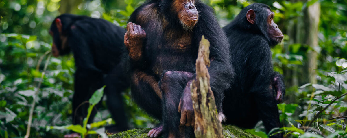 Is Chimpanzee Trekking Safe?