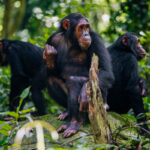 Is Chimpanzee Trekking Safe?