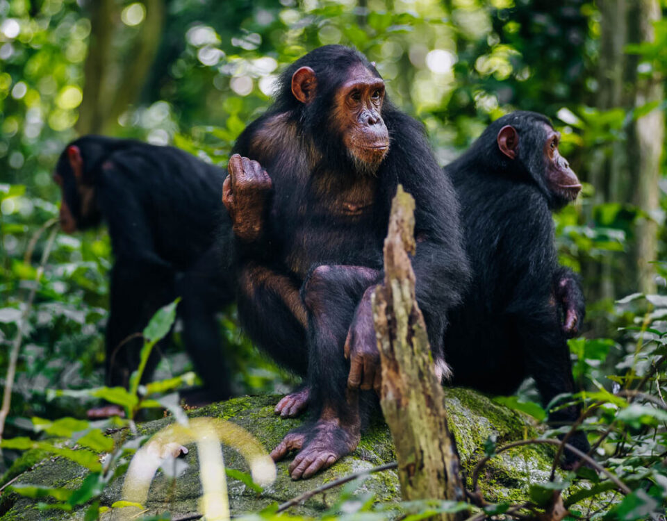 Is Chimpanzee Trekking Safe?
