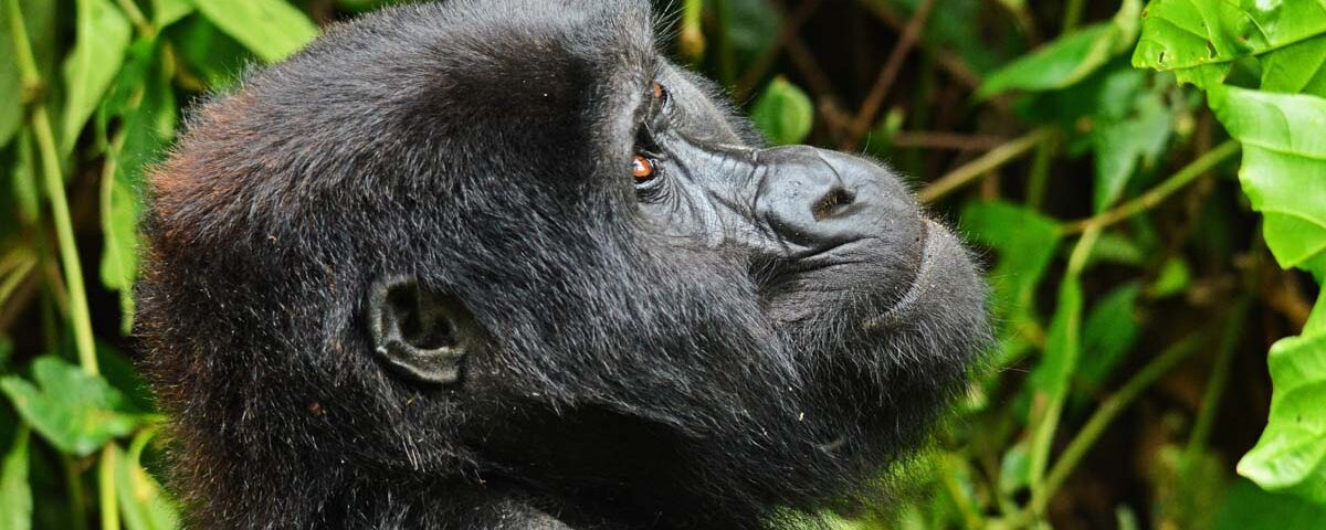 Chimpanzee Tracking Along with Gorilla and Wildlife Safaris?