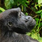 What Type of Animals Will I See on a Game Drive in Uganda?