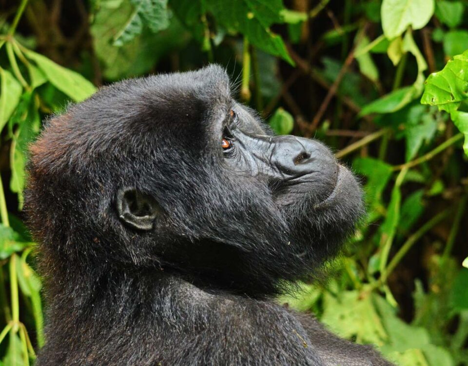 What Type of Animals Will I See on a Game Drive in Uganda?
