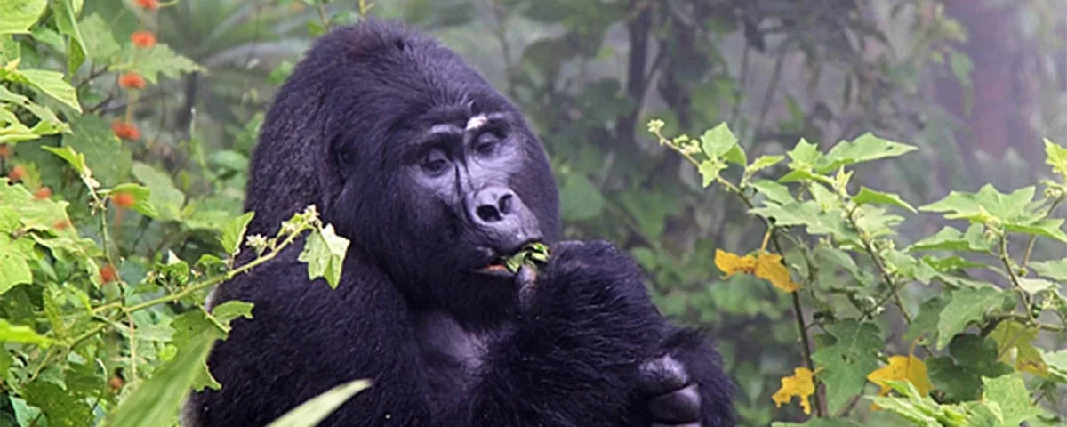 What Fitness Level Is Required for Gorilla Trekking?