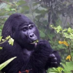 What Fitness Level Is Required for Gorilla Trekking?