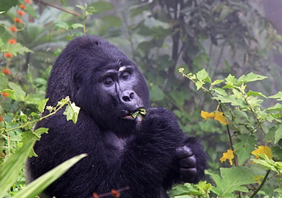 What Fitness Level Is Required for Gorilla Trekking?