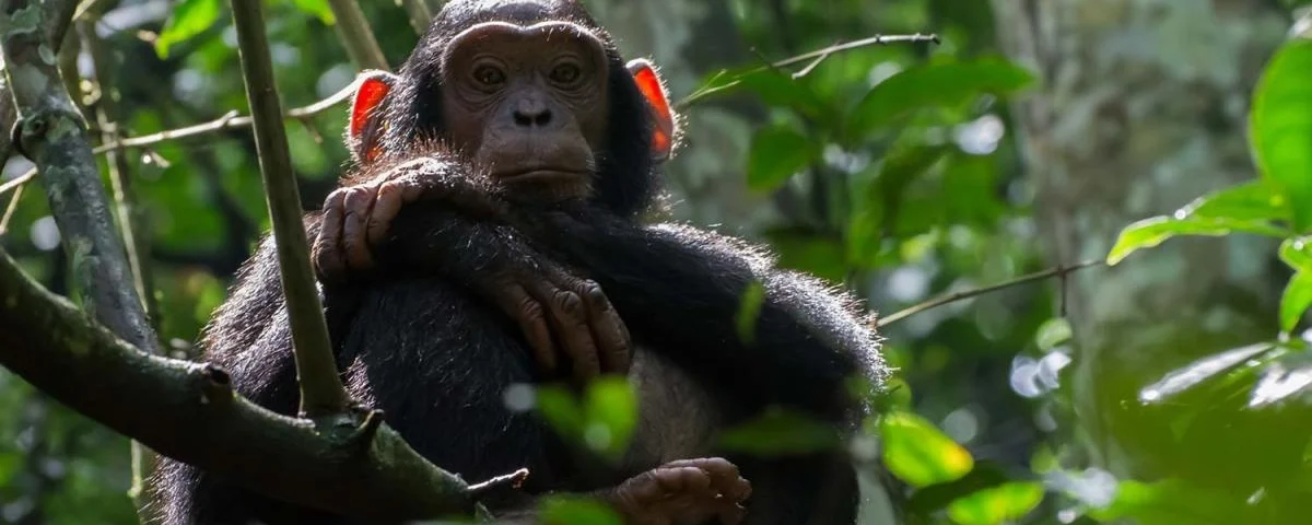 What is Chimpanzee Trekking?