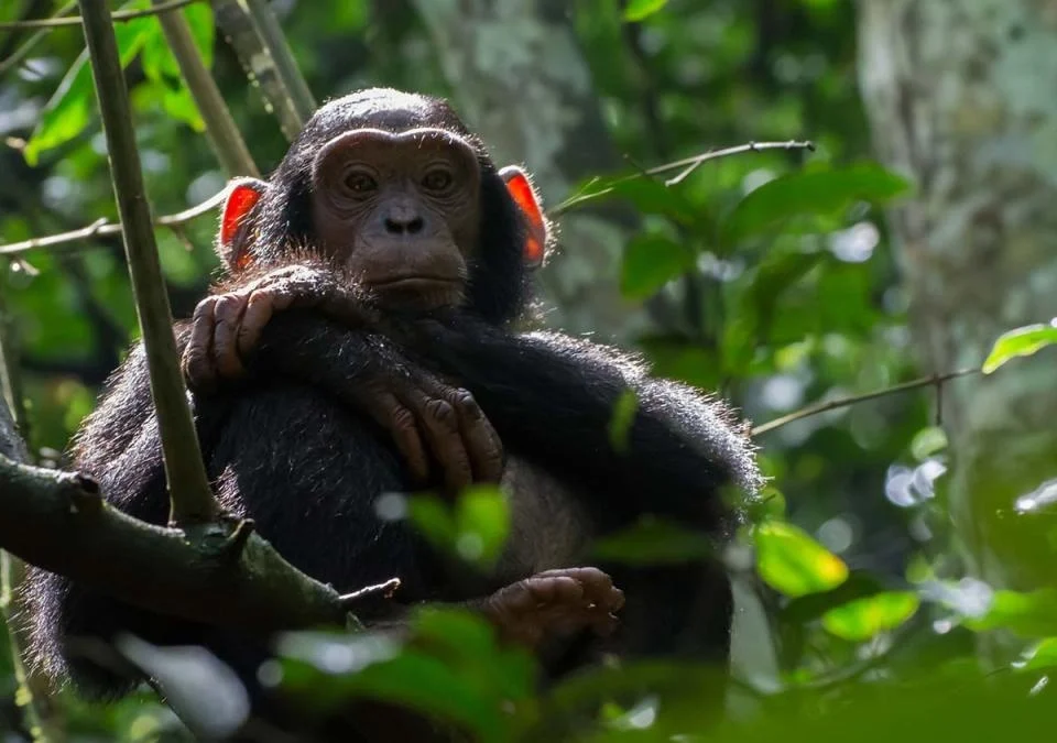 What is Chimpanzee Trekking?