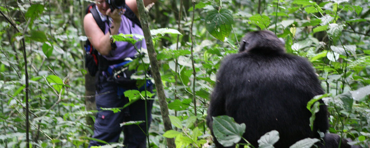 Where is the Best Place for Chimpanzee Trekking?