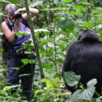 Where is the Best Place for Chimpanzee Trekking?