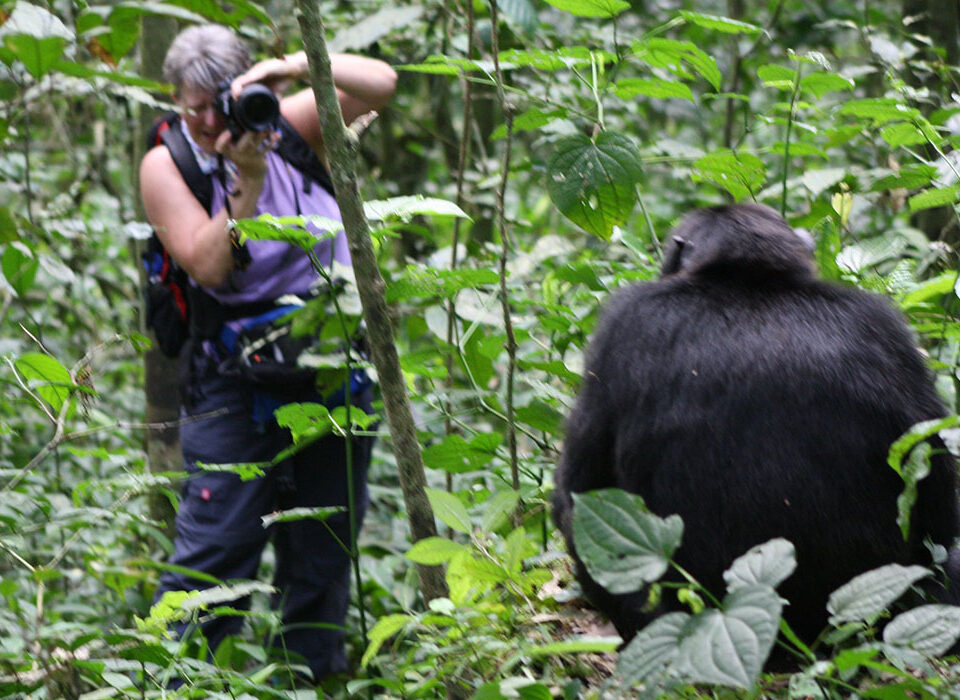 Where is the Best Place for Chimpanzee Trekking?