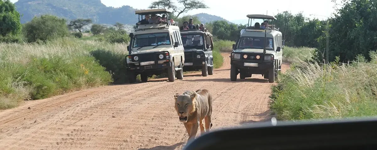 What is a Game Drive Safari in Uganda?