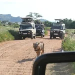 What is a Game Drive Safari in Uganda?
