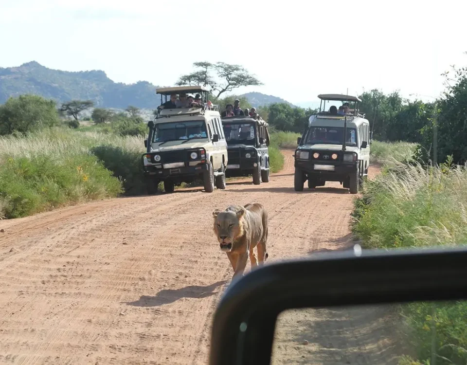 What is a Game Drive Safari in Uganda?