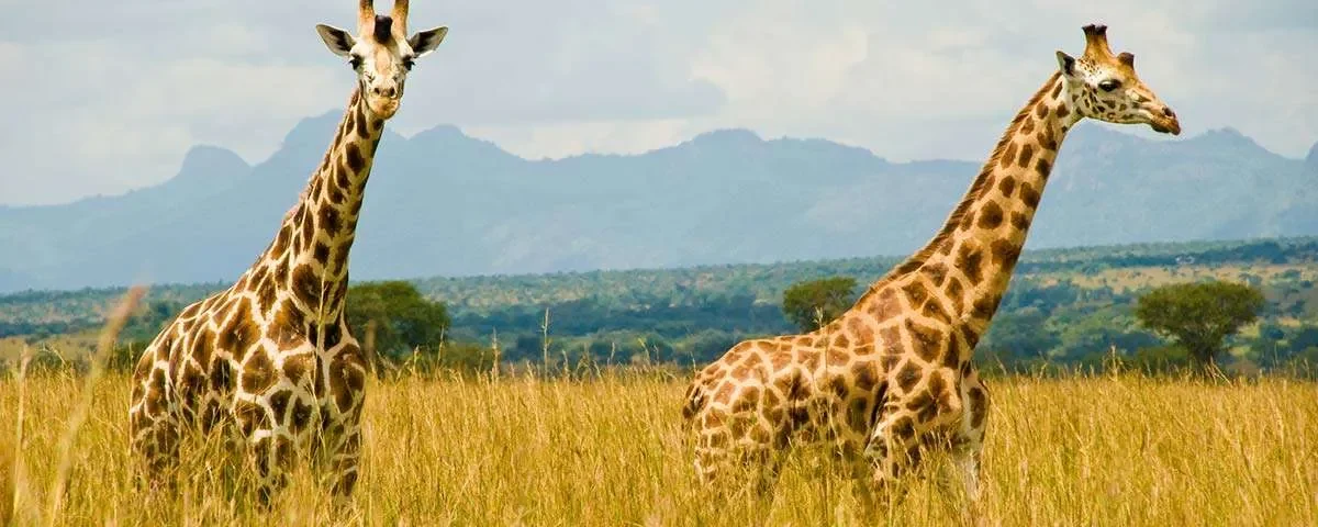 What Are the Best National Parks in Uganda for Game Drives?