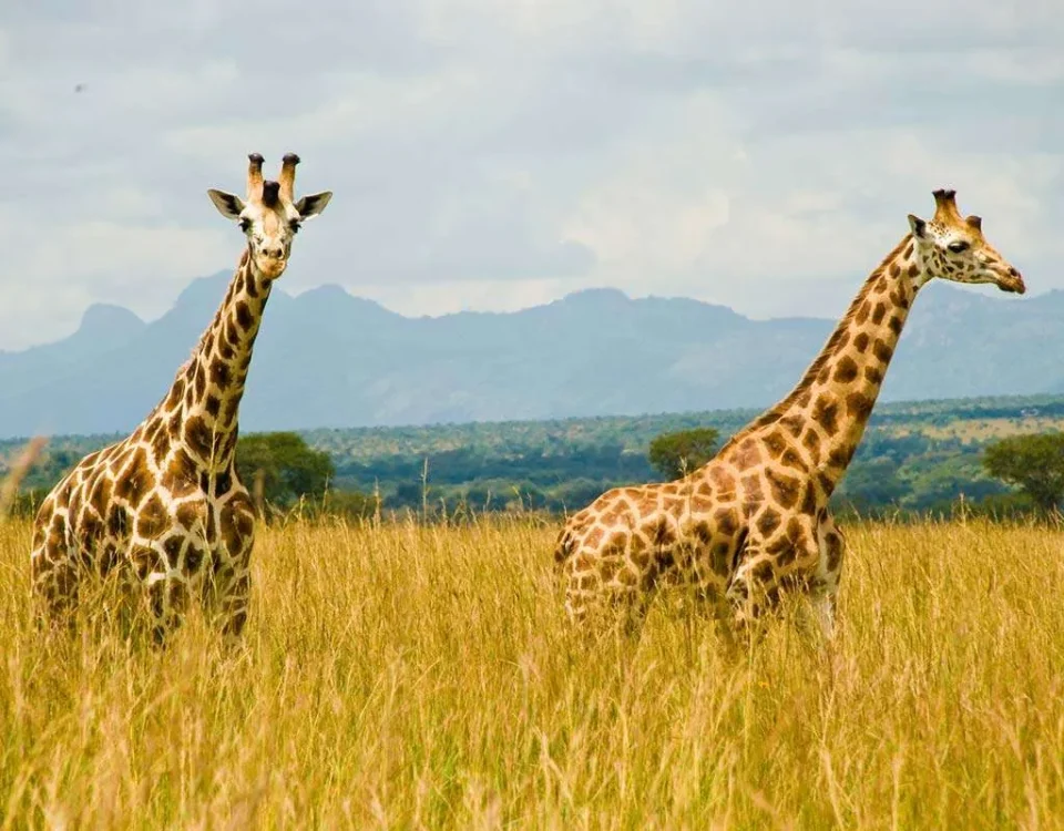 What Are the Best National Parks in Uganda for Game Drives?