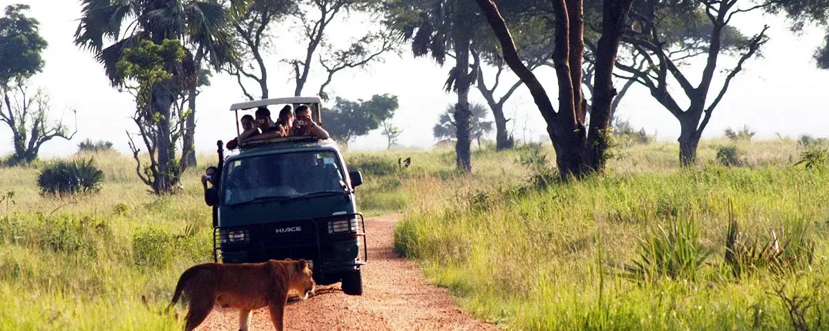 What Animals Can I Expect to See on a Game Drive in Uganda?