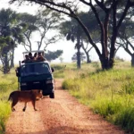 What Animals Can I Expect to See on a Game Drive in Uganda?