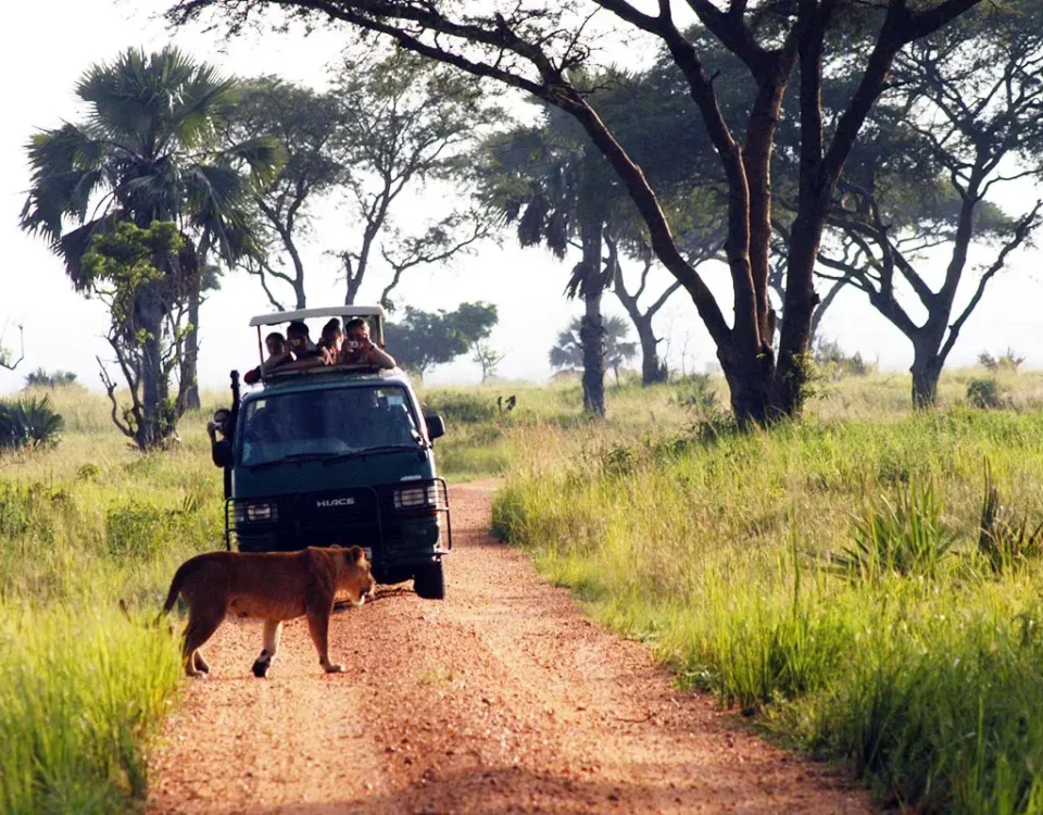 What Animals Can I Expect to See on a Game Drive in Uganda?