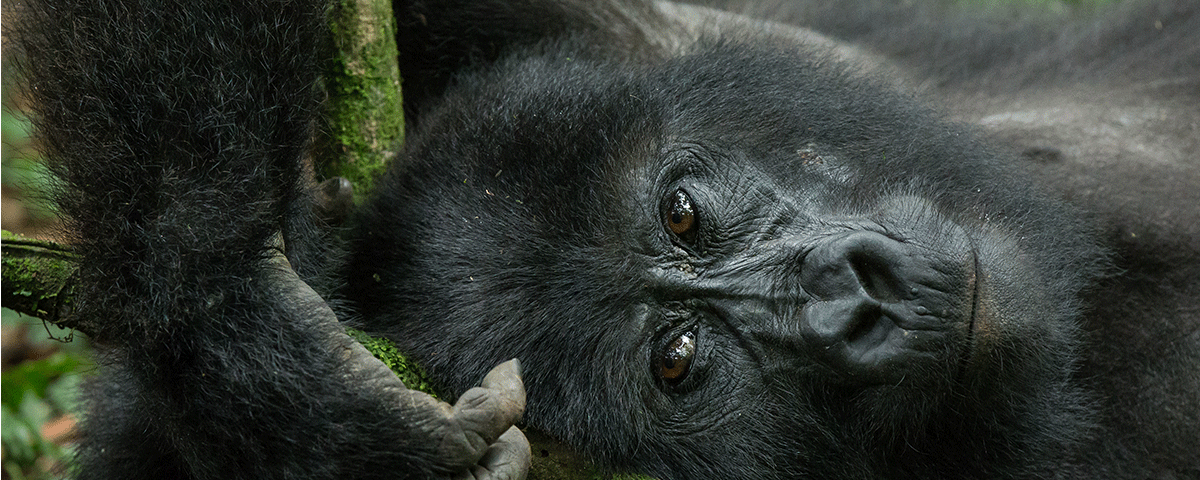 What Should I Pack for a Combined Gorilla and Wildlife Safari?