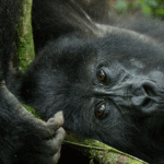 What Should I Pack for a Combined Gorilla and Wildlife Safari?