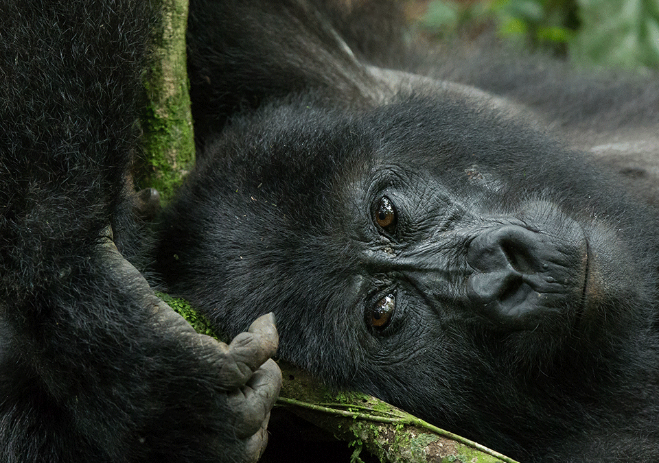 What Should I Pack for a Combined Gorilla and Wildlife Safari?