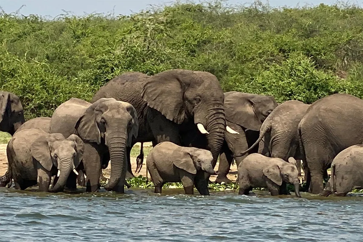 Herd of African elephants on savannah plains during sunset in Queen Elizabeth National Park Uganda