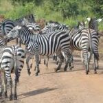 Zebras Zebras in Lake Mburo National Park