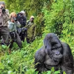 Tourists observing a gorilla during a gorilla trekking excercise